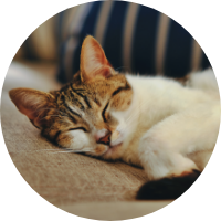 白ベースのキジトラ柄のうみ